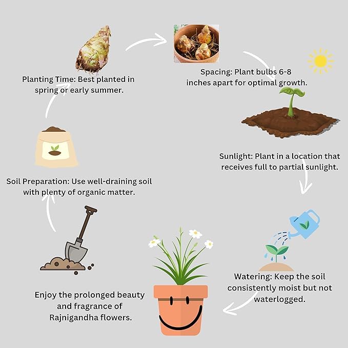 Tuberose (گلِ شبو) – Fragrant Flower Bulbs