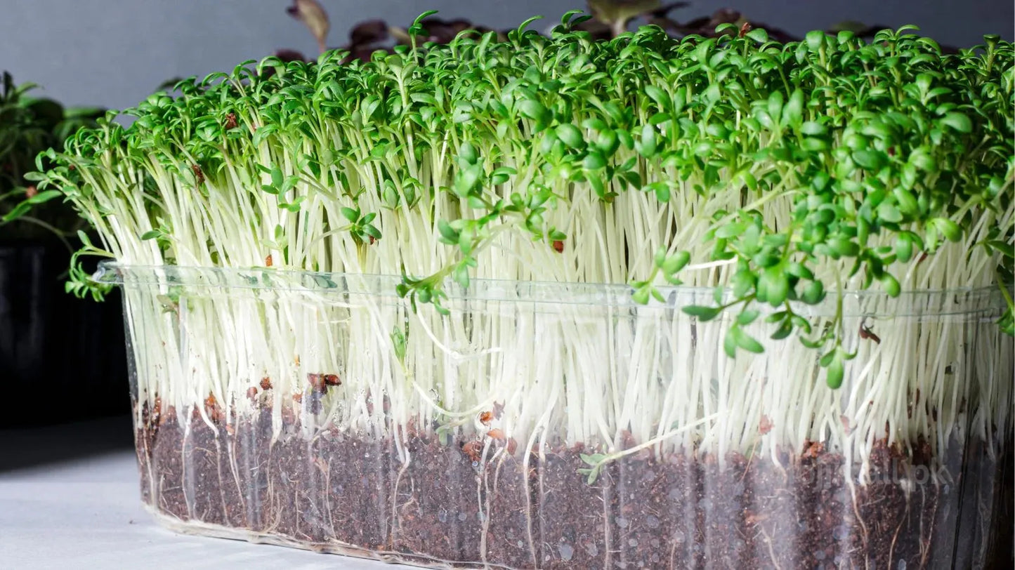 Turnip: Microgreens Seeds-Moji Mall