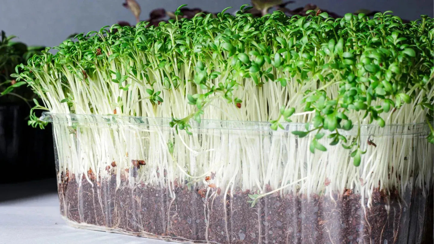 Turnip: Microgreens Seeds-Moji Mall
