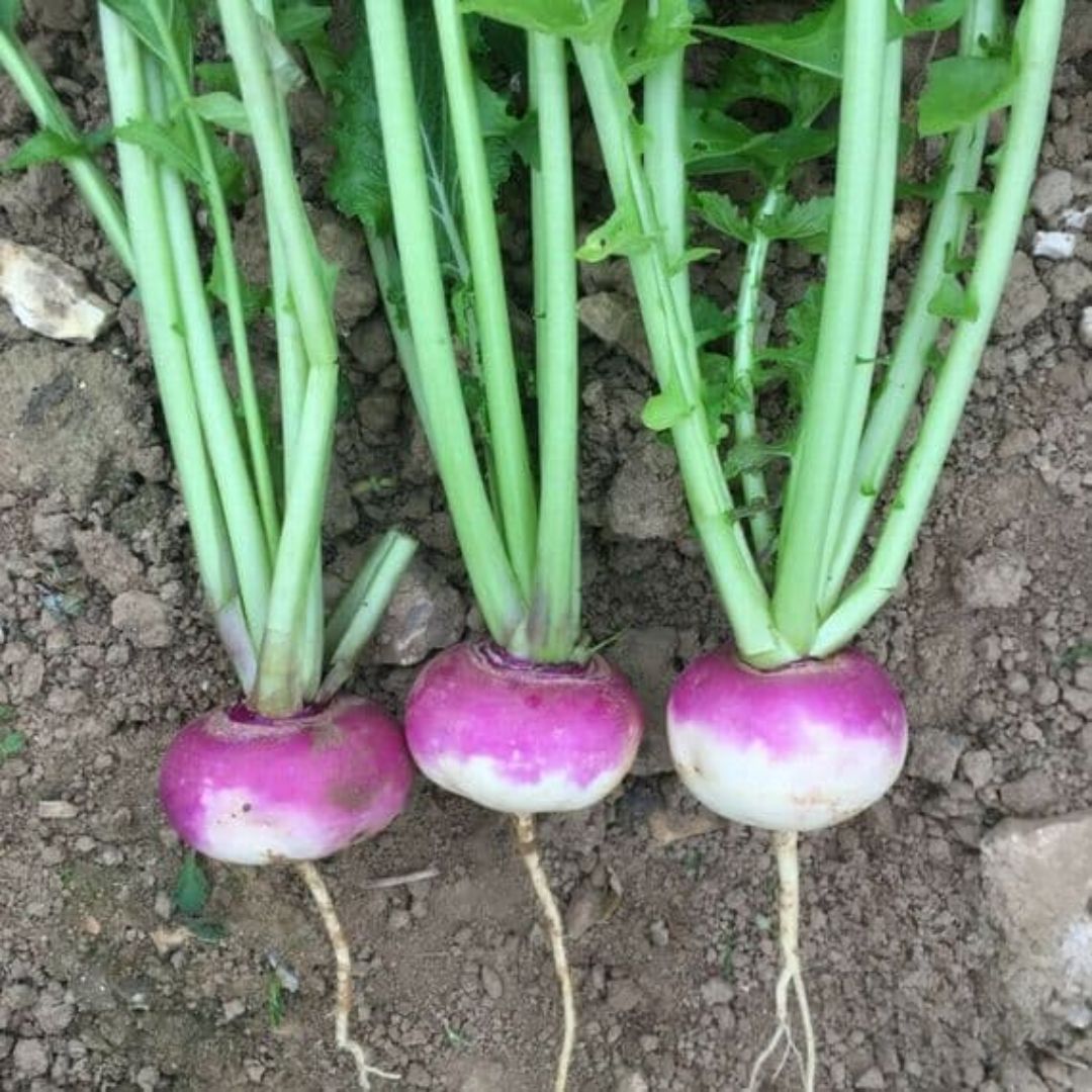 Fresh Turnip Purple Top seeds available on Mojimall, perfect for growing vibrant, purple-topped turnips in your garden.