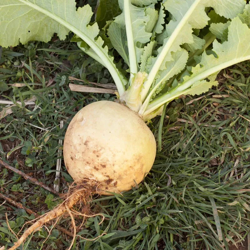 Turnip Yellow (دیسی پیلے شلجم کے بیج) – 200+ Seeds