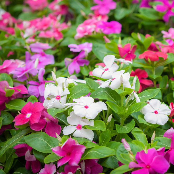 Vinca Tall Mix - Seeds