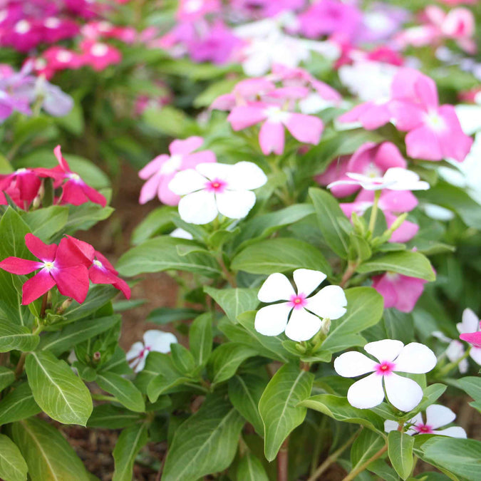Vinca (سدا بہار) Tall Mix – 50+ Seeds