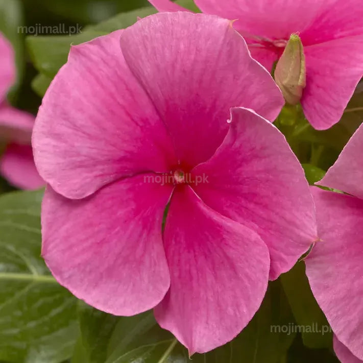 Vinca (Deep Pink) – 20+ Seeds-Moji Mall