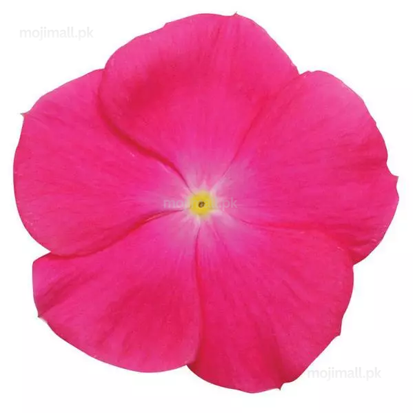 Vinca (Deep Rose) – 20+ Seeds-Moji Mall