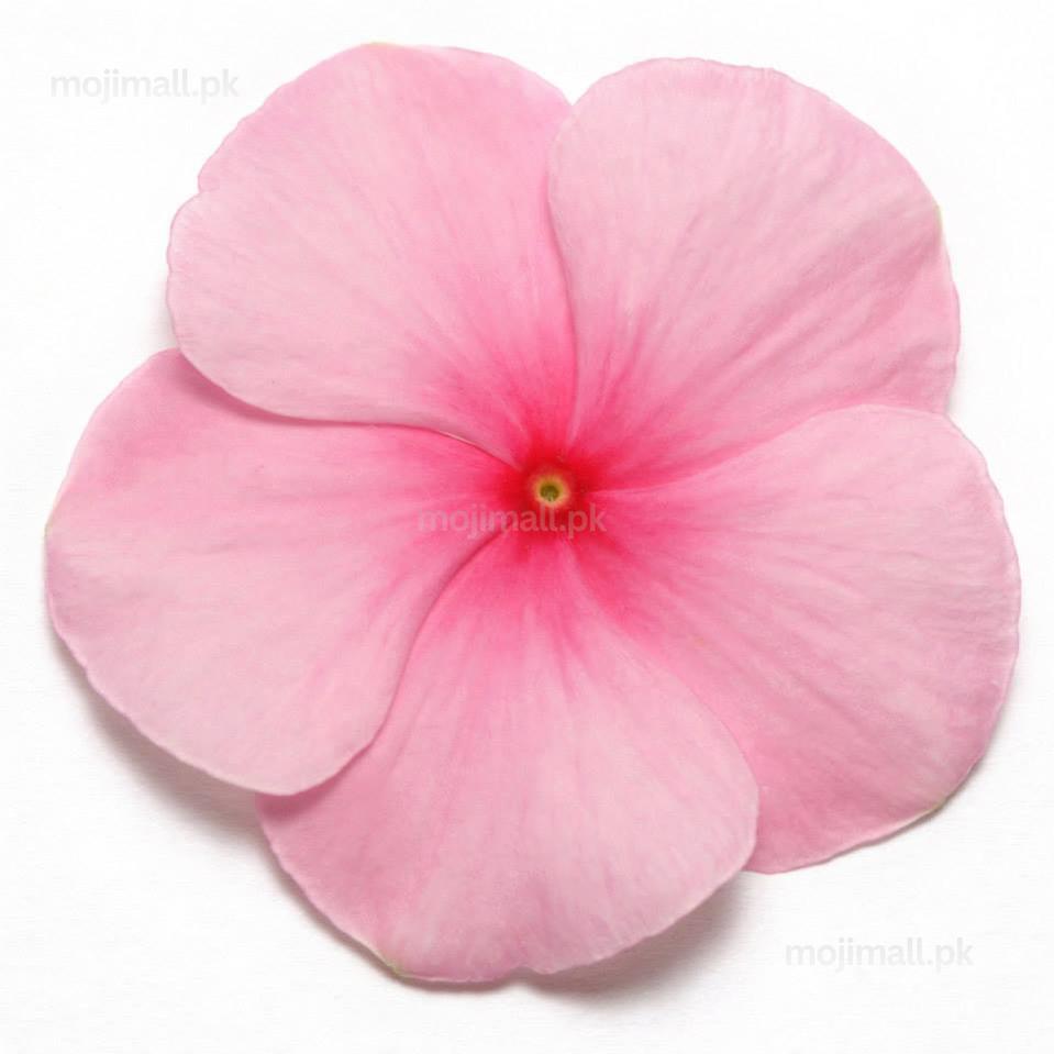 Vinca (Blush) – F1 Hybrid 10 Seeds-Moji Mall
