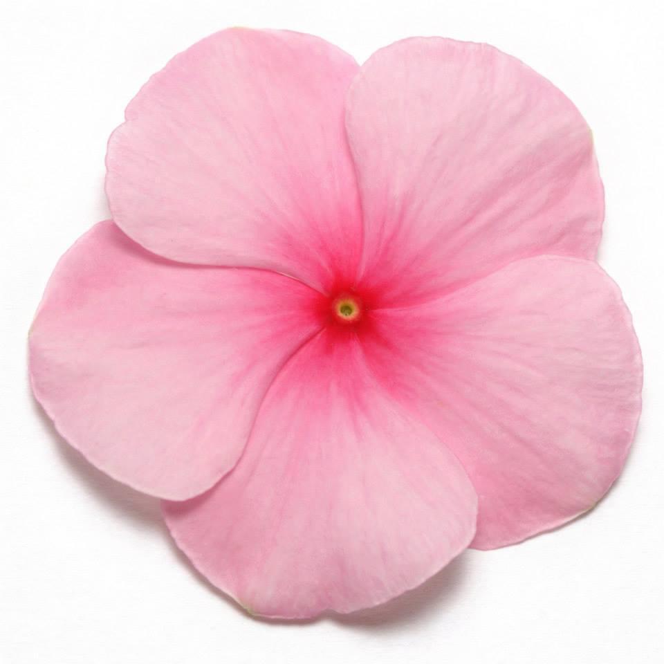 Vinca (Blush) – F1 Hybrid 10 Seeds-Moji Mall