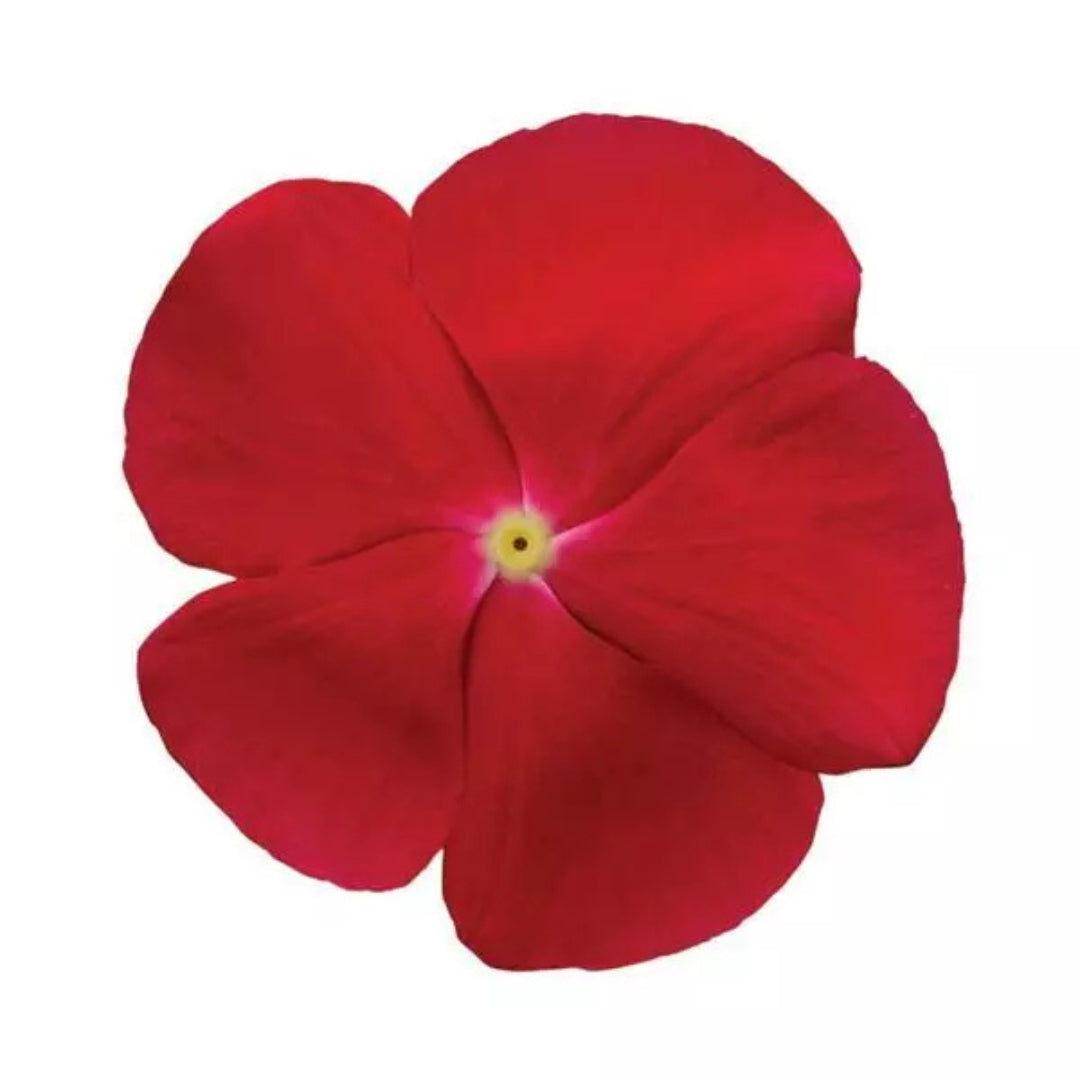 Vinca (Cranberry) – F1 Hybrid 10 Seeds