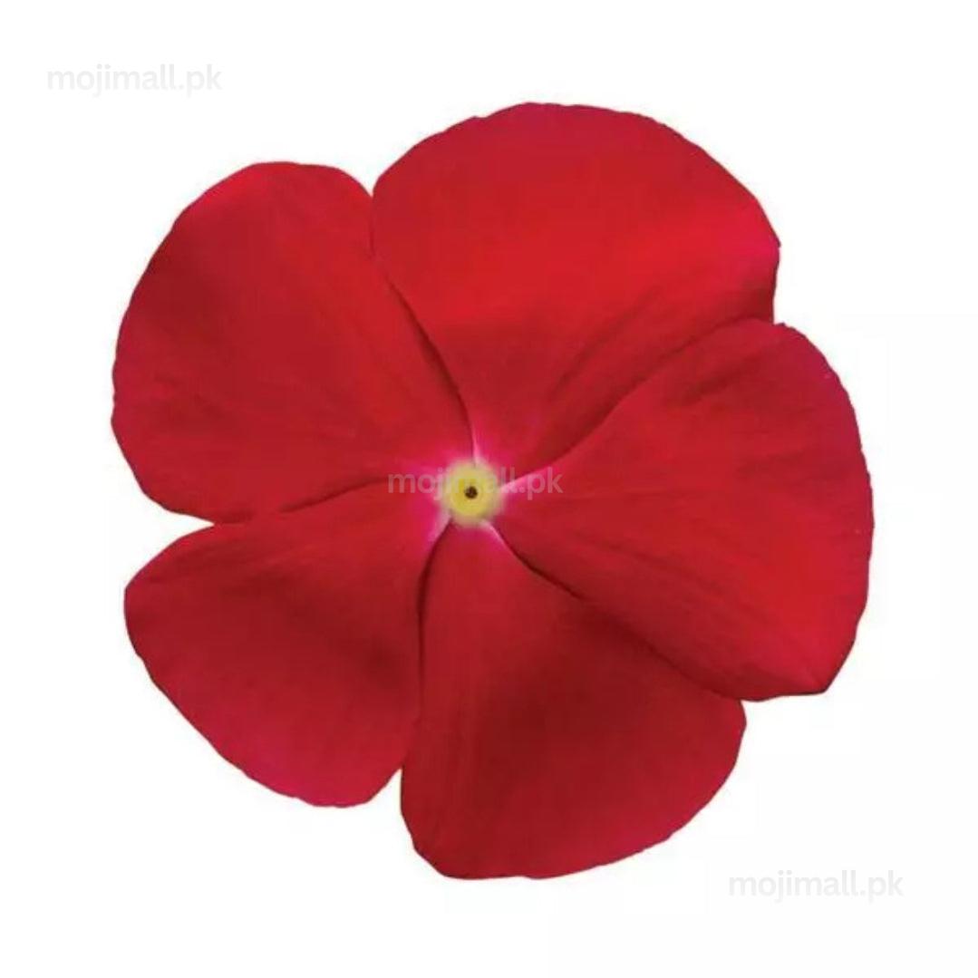 Vinca (Cranberry) – F1 Hybrid 10 Seeds-Moji Mall Pakistan