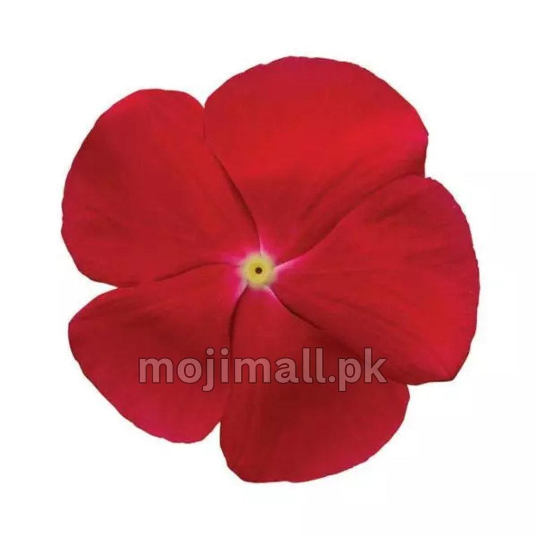 Red five-petalled flower with a pale yellow eye pictured for Moji Mall's Vinca Cranberry F1 hybrid seeds in Pakistan