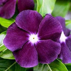 Vinca (Purple) – F1 Hybrid 10 Seeds-Moji Mall Pakistan