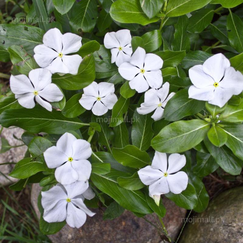 Vinca (Pure White) – 20+ Seeds-Moji Mall