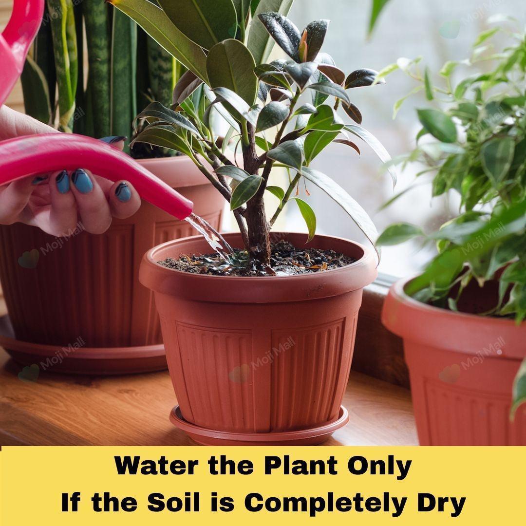 Cactus & Succulent (Soilless) Potting Mix-Moji Mall