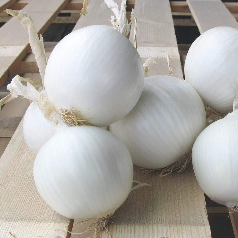 Onion White – F1 Hybrid 25+ Seeds