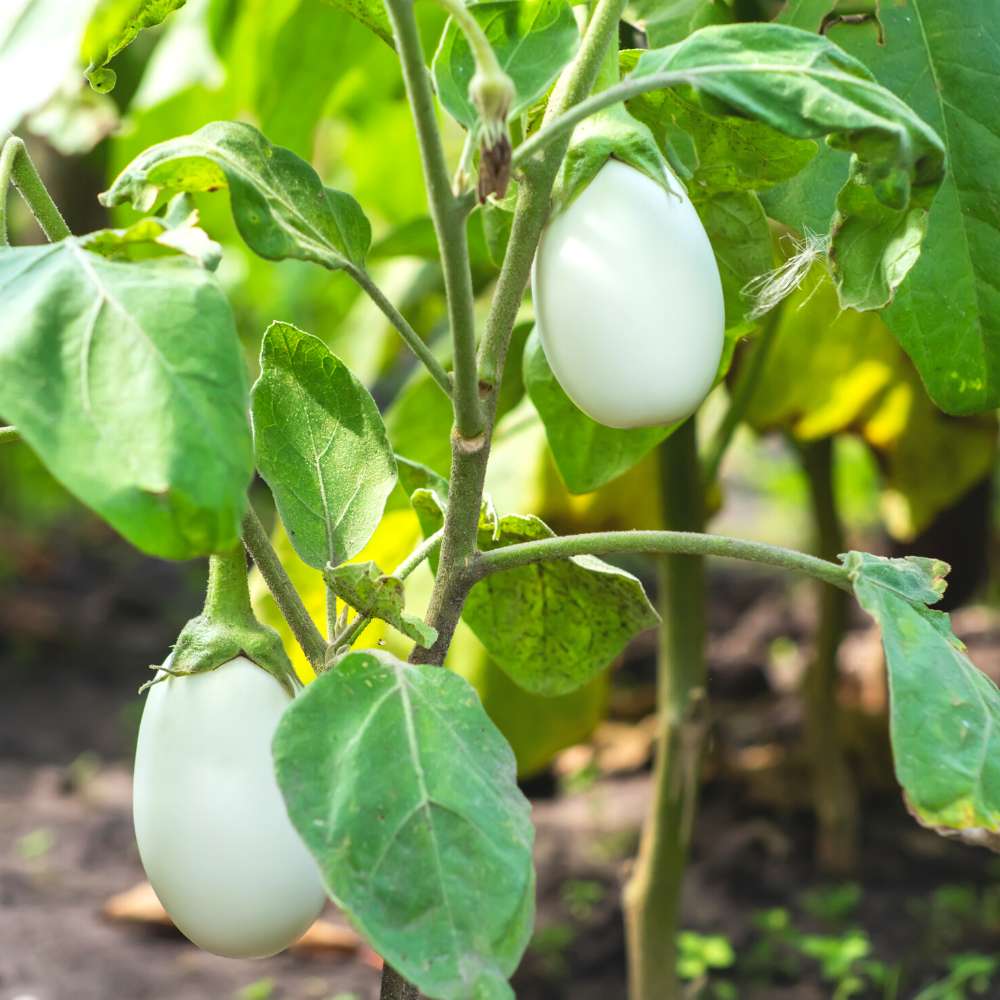 Brinjal White – F1 Hybrid 20+ Seeds