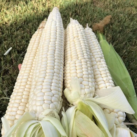 White Corn (سفید مکئی کے بیج) - F1 Hybrid 30+ Seeds