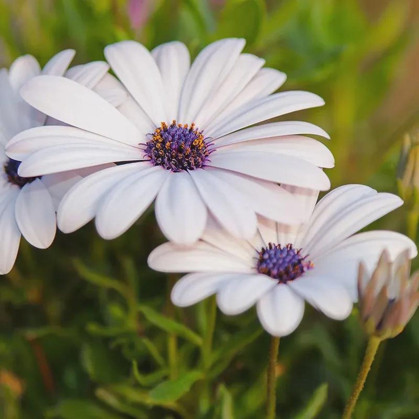 Close-up of white flowers with purple centers in a natural setting