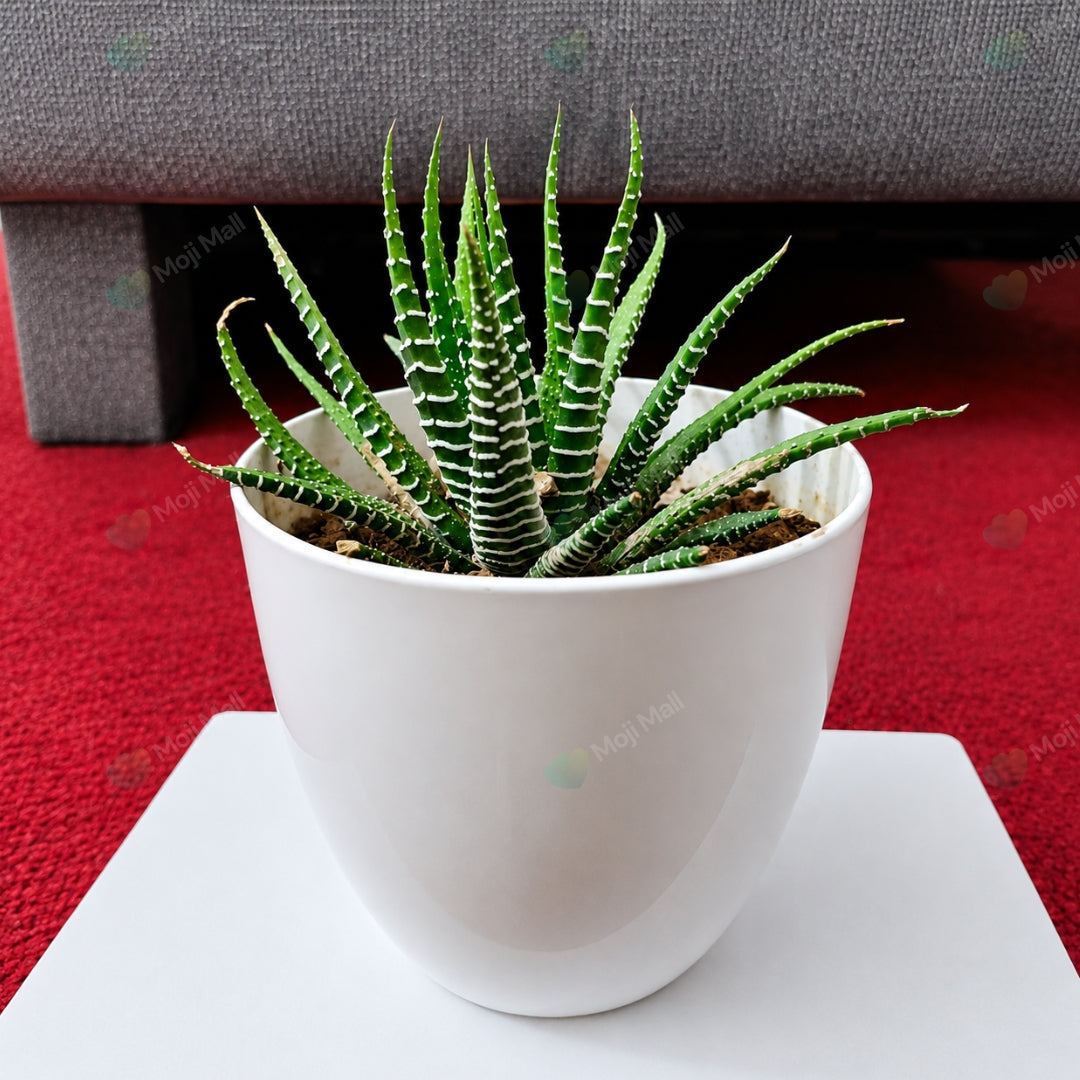 Plastic Pots – White (3x3 inch)