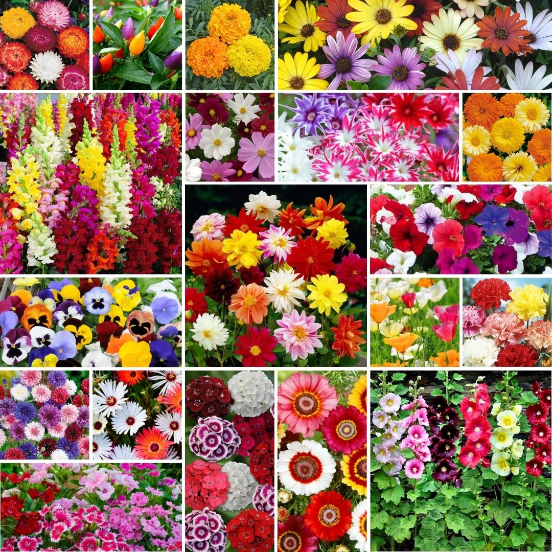 Winter Flower Seeds  Cool Season Blooms for Pots & Beds  Moji Mall