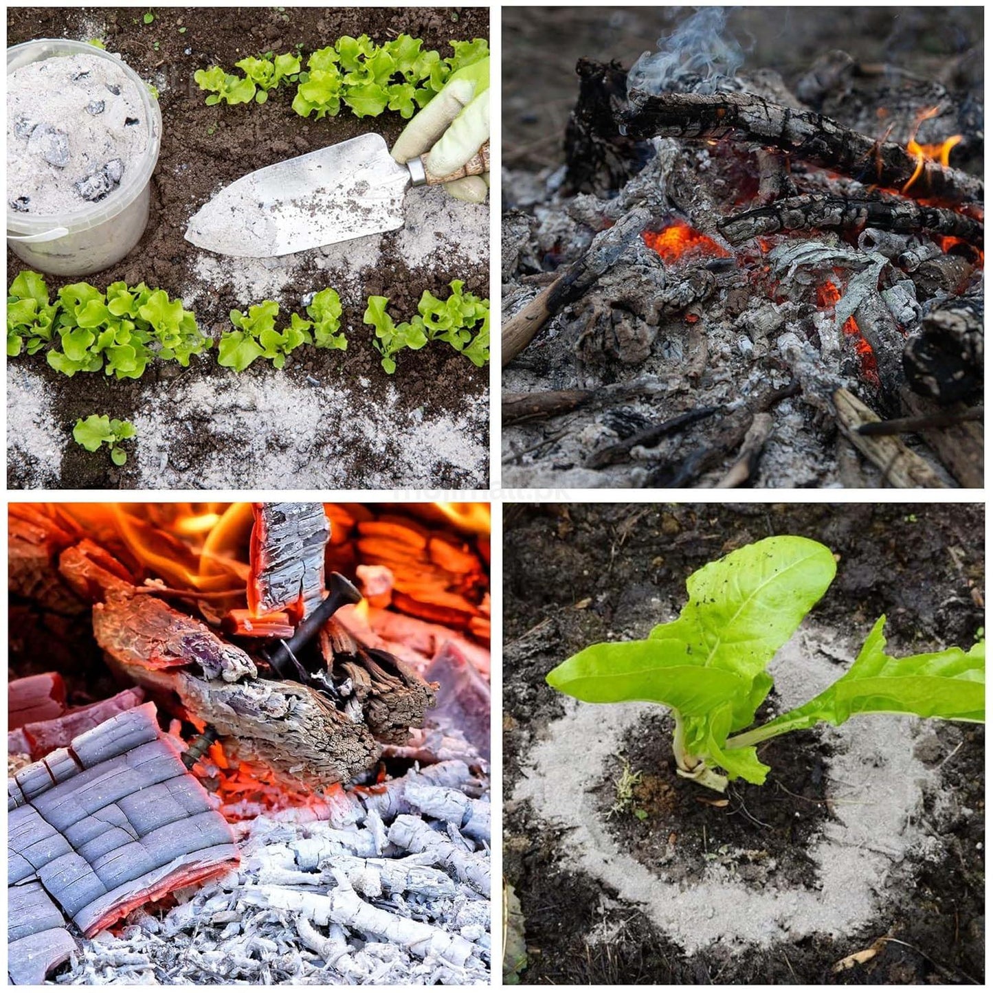 Wood Ash (Pure) – Organic Fertilizer-Moji Mall