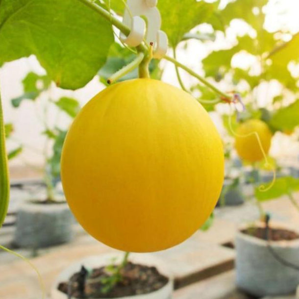 Sweet Melon (خربوزہ) - F1 Hybrid Seeds