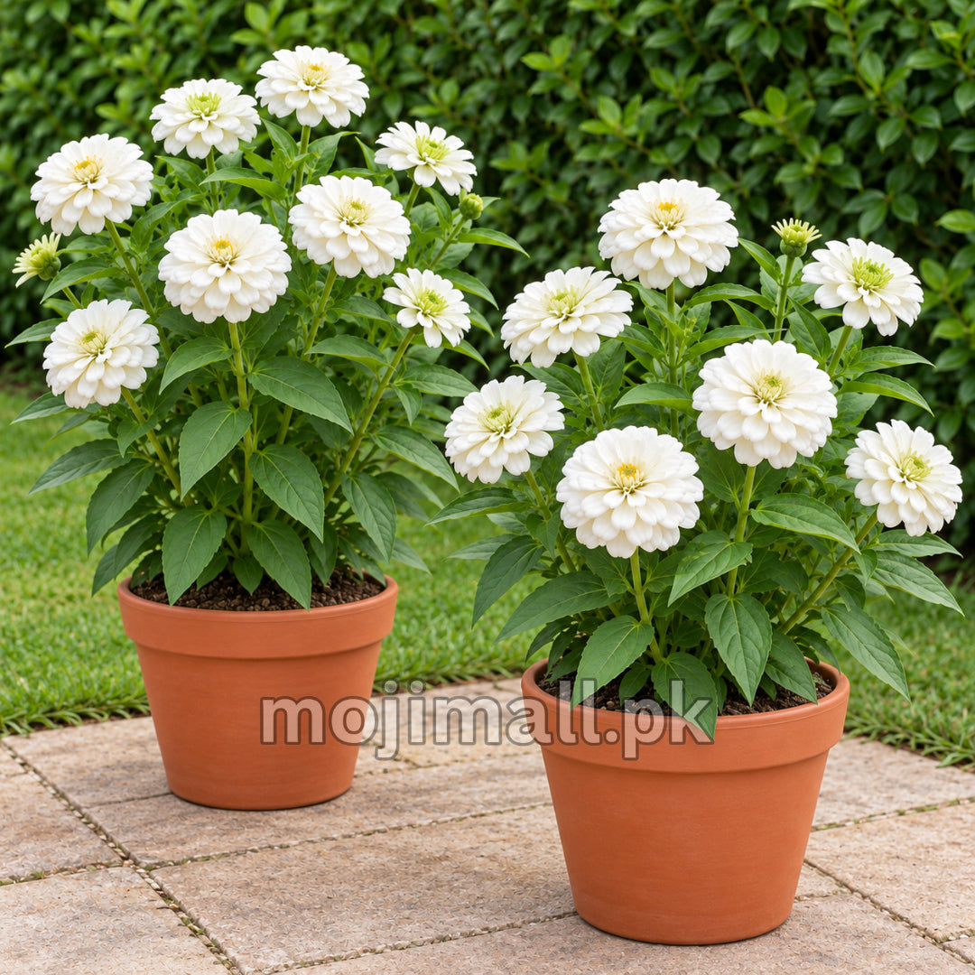 Two pots of white double zinnias on a patio, featured in Moji Mall’s Giant Double White zinnia seeds listing for Pakistan