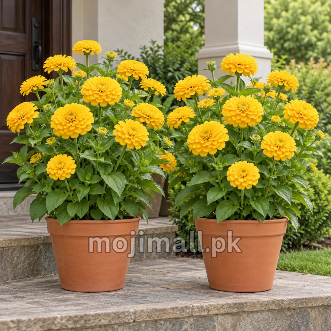 Two pots of golden double zinnias on stone steps, featured with Moji Mall’s Giant Double Golden zinnia seeds in Pakistan