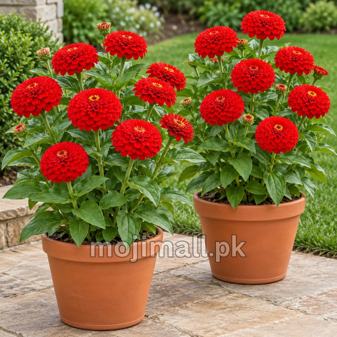 Moji Mall’s Zinnia Dahlia Red seeds listing for Pakistan shows two terracotta pots filled with red double blooms
