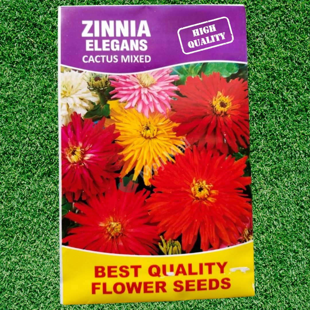 Zinnia (گل زینیا) Elegans - Cactus Mixed - 20+ Seeds