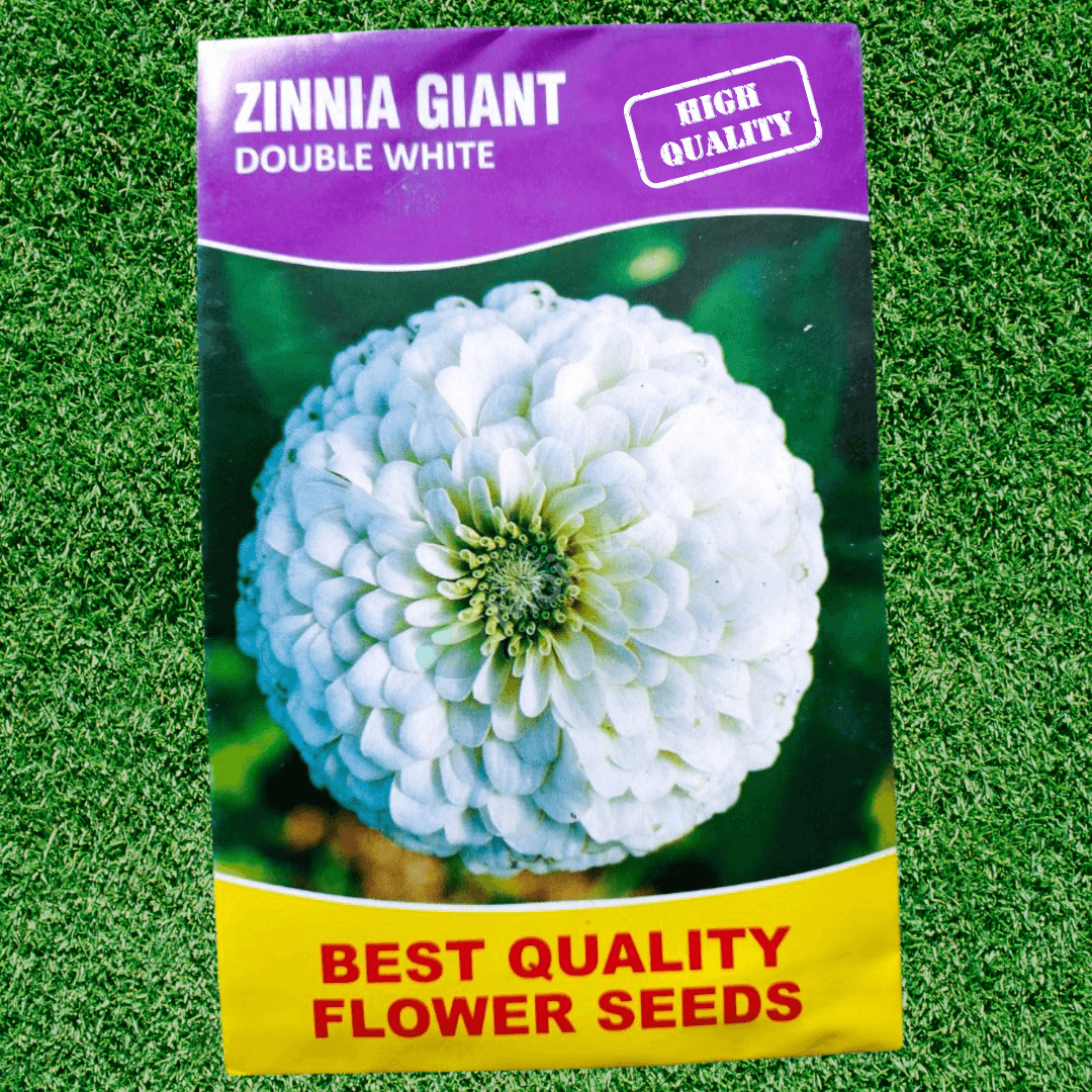 Zinnia Giant Double White – 20+ Seeds (SUMMER)