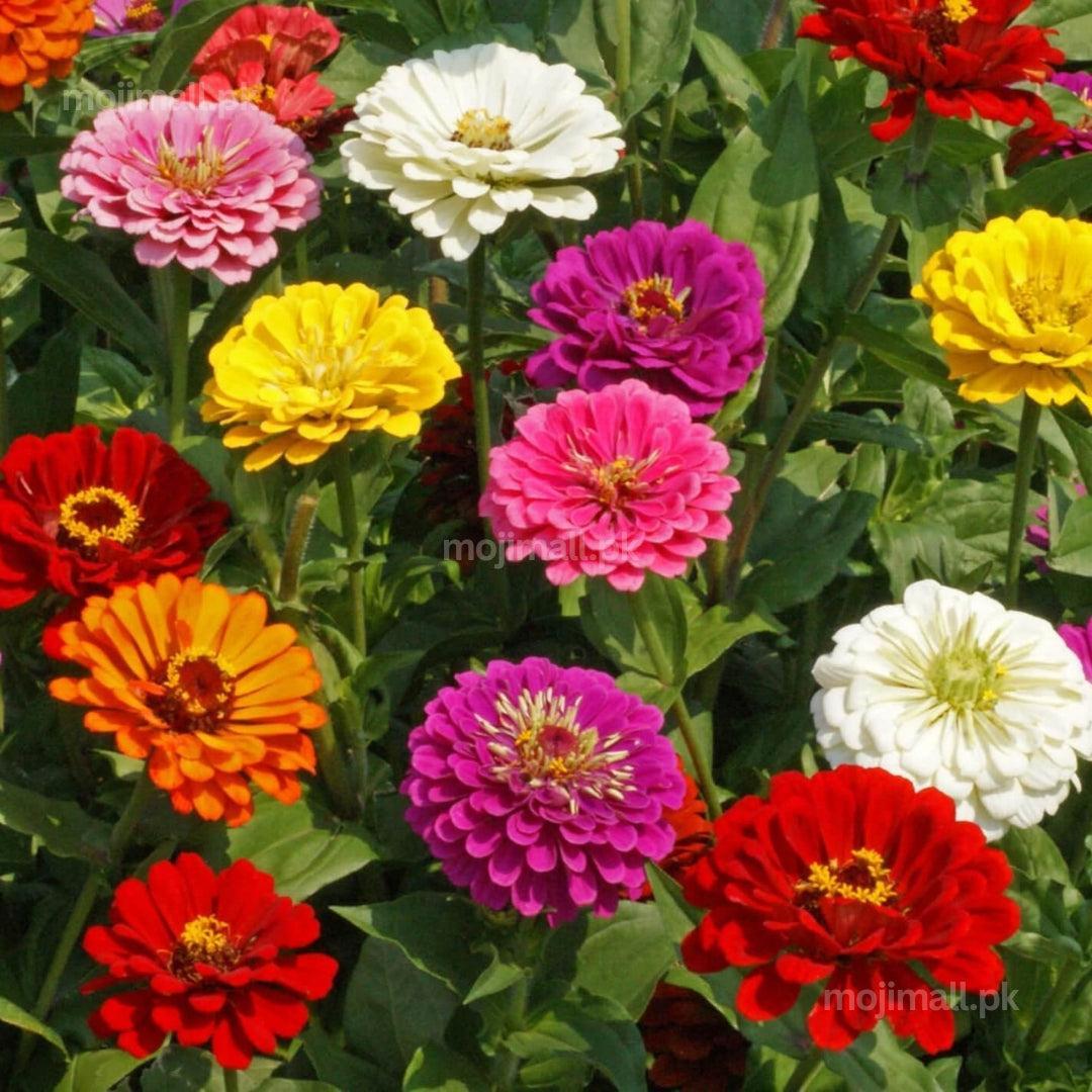 Zinnia Benary’s Giant Mix – 20+ Seeds-Moji Mall