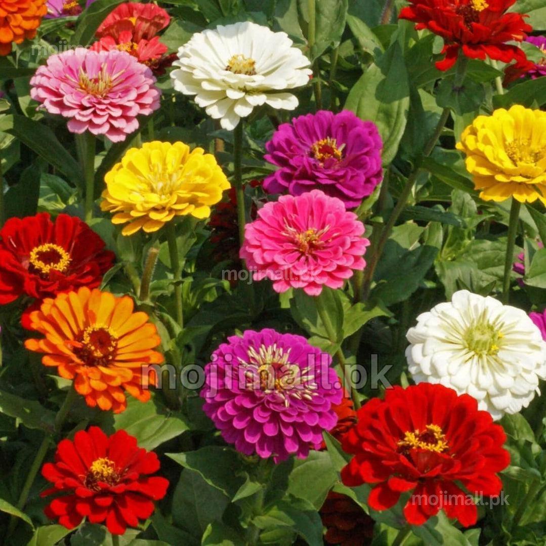 Red, pink, white and yellow flowers on leafy stems illustrate Moji Mall’s Zinnia Benary’s Giant Mix seeds in Pakistan