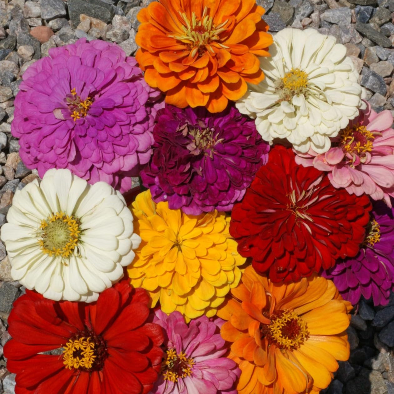 Zinnia (گل زینیا) Benary's Giant - Mixed - 20+ Seeds