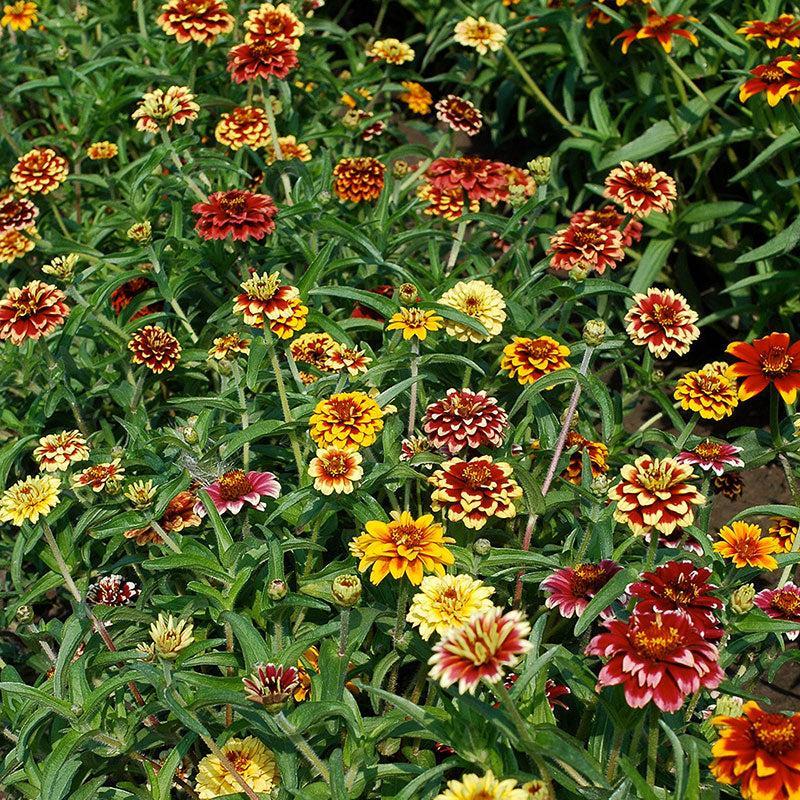 Zinnia (Jazzy Mix) – 20+ Seeds-Moji Mall