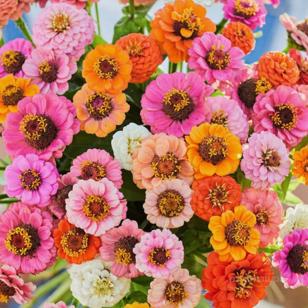 Zinnia Button Box Dwarf Mix – 20+ Seeds-Moji Mall