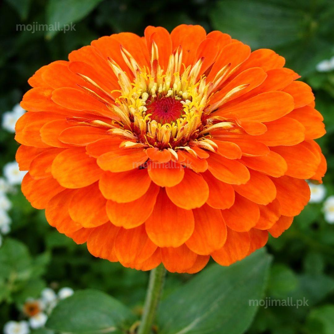 Zinnia Double Orange F1 Hybrid – 20 Seeds-Moji Mall
