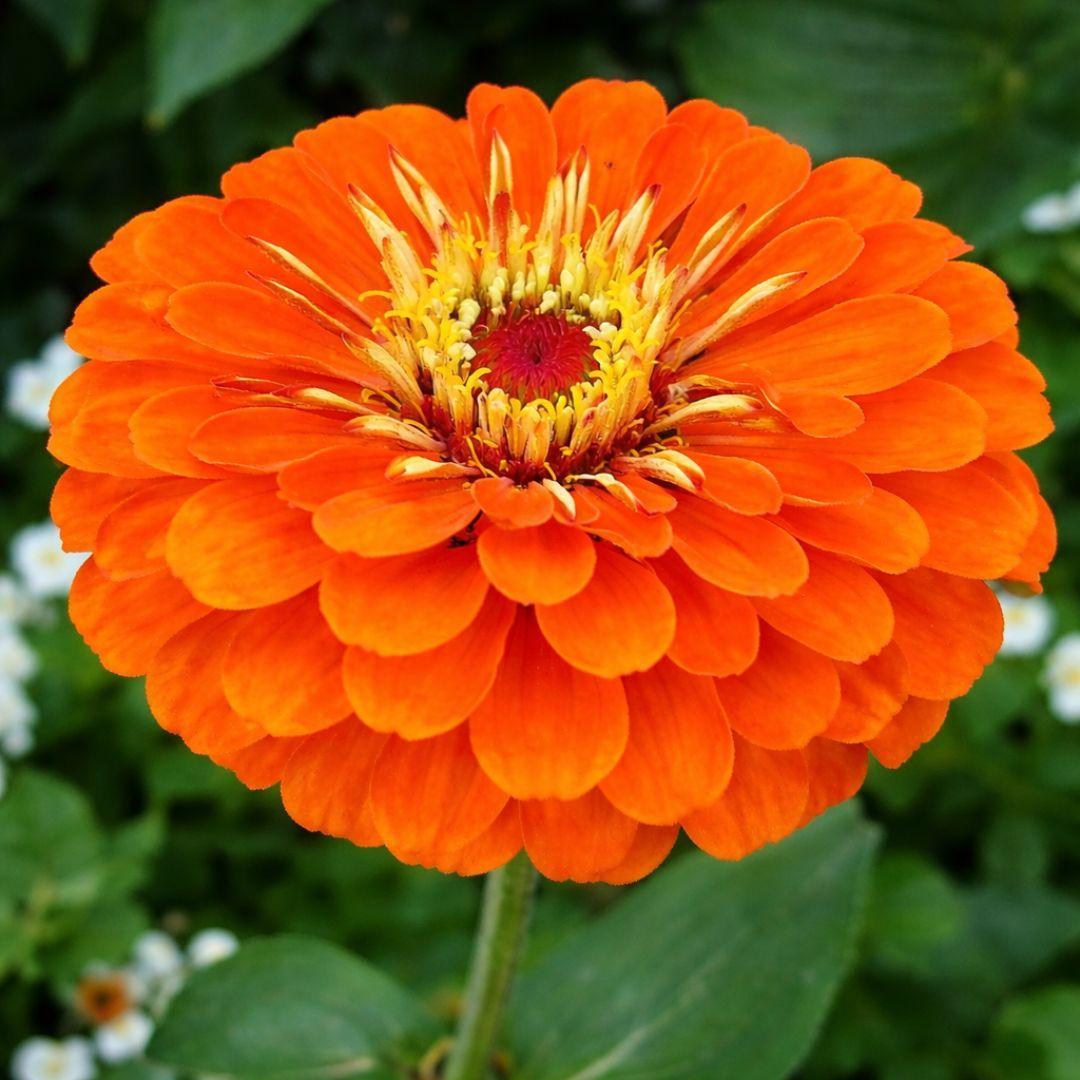 Zinnia Double Orange F1 Hybrid – 20 Seeds-Moji Mall