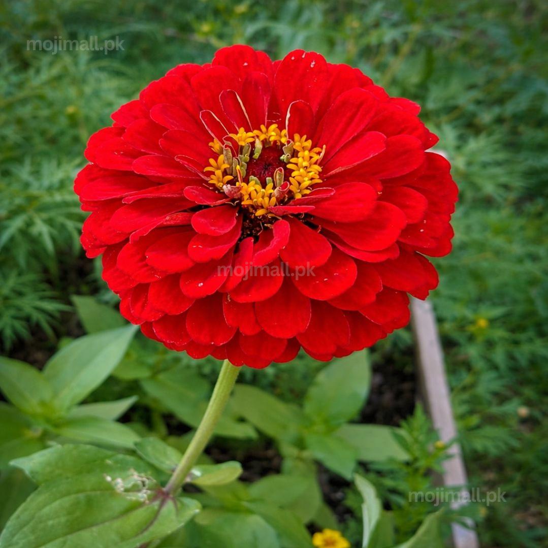 Zinnia Double Red F1 Hybrid – 20 Seeds-Moji Mall