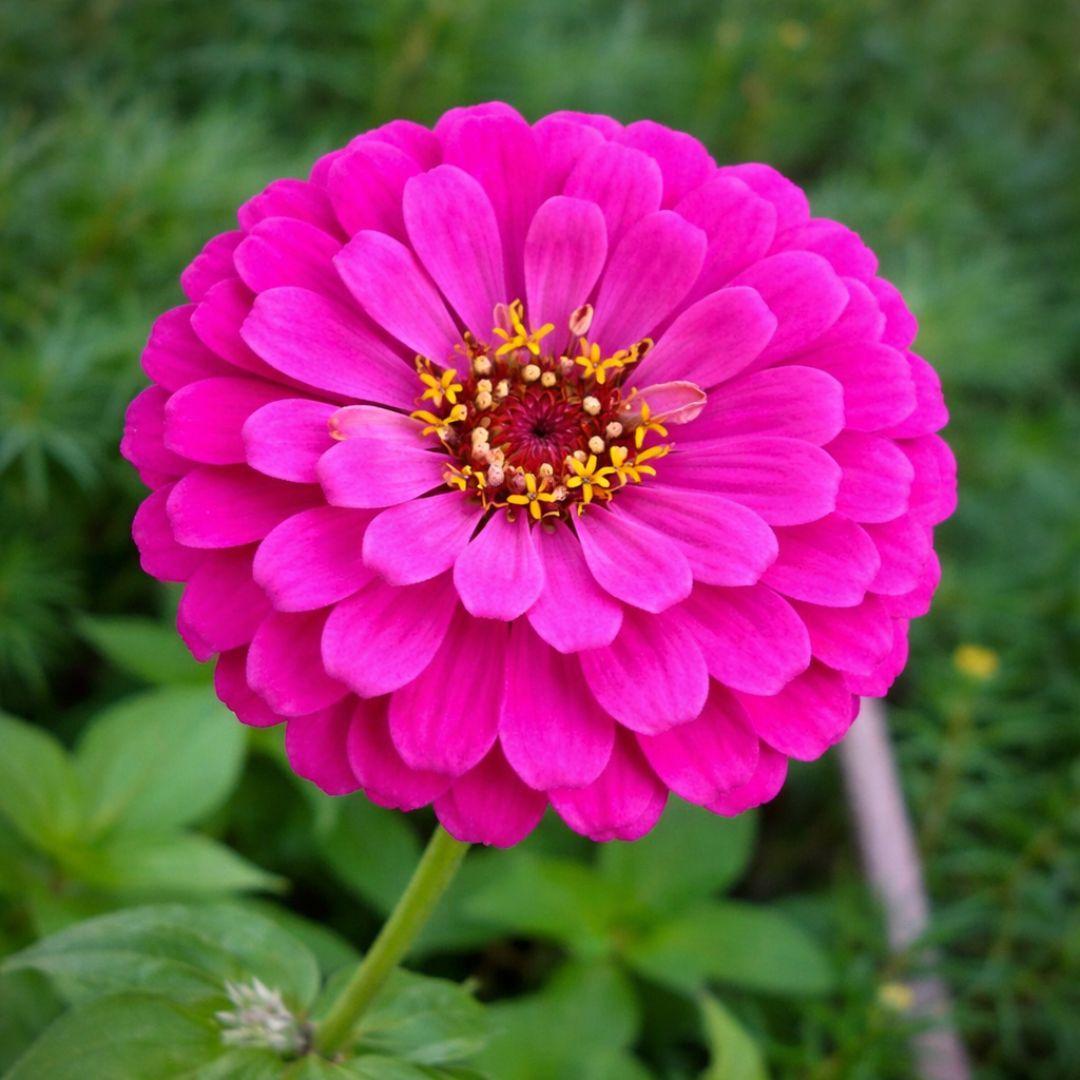 Zinnia Double Pink F1 Hybrid – 20 Seeds-Moji Mall