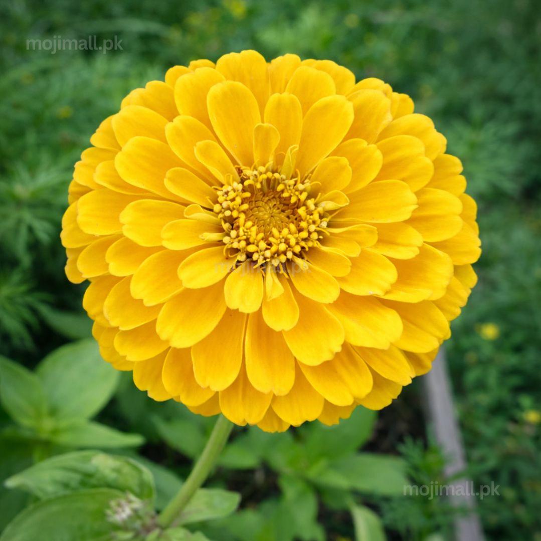 Zinnia Double Yellow F1 Hybrid – 20 Seeds-Moji Mall