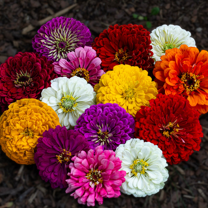 Zinnia (گل زینیا) Benary's Giant - Mixed - 20+ Seeds