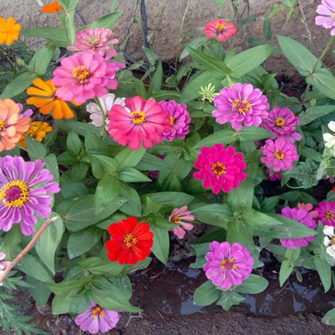 Zinnia Super Yoga Mix – 20+ Seeds-Moji Mall