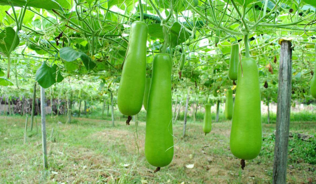 Grow Bottle Gourd in Pakistan: Moji Mall Guide