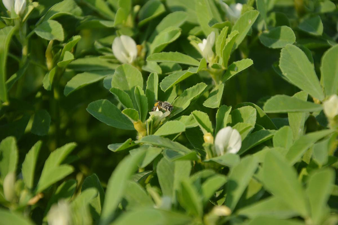 Fresh fenugreek methi leaves growing in a wide container in a Pakistani home garden | Moji Mall
