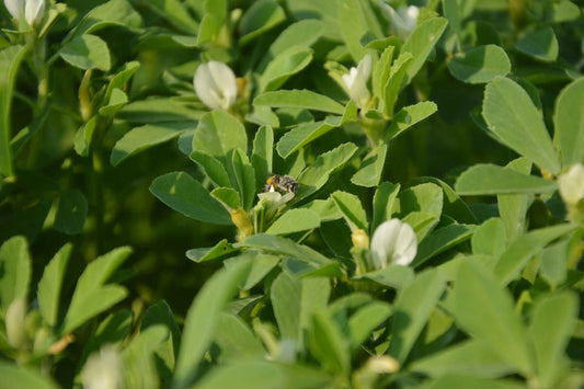 Fresh fenugreek methi leaves growing in a wide container in a Pakistani home garden | Moji Mall