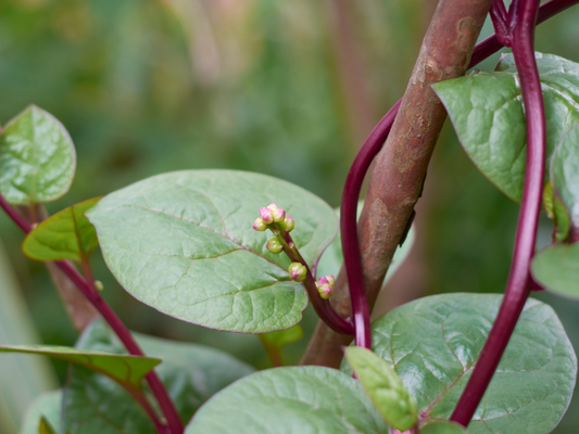 Grow Malabar Spinach in Pakistan: Moji Mall Guide