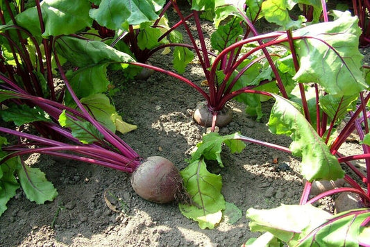 Fresh beetroot chukandar growing in loose soil in a Pakistani home garden | Moji Mall
