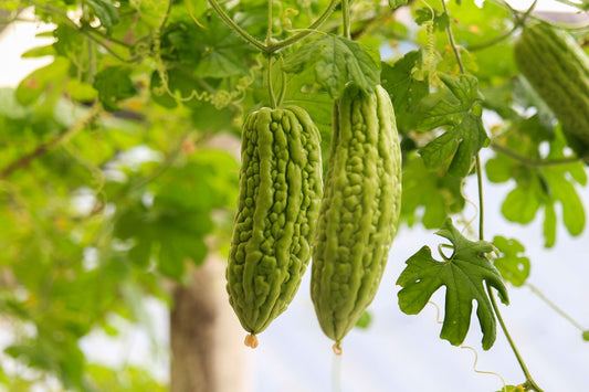 Fresh green bitter gourds growing on a supported karela vine in a Pakistani home garden | Moji Mall