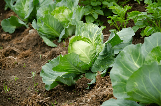 Firm green cabbage band gobhi growing in a Pakistani home garden | Moji Mall