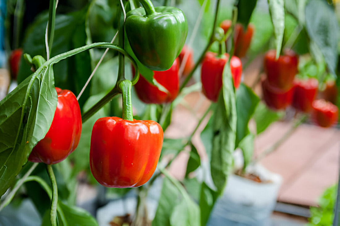 Green capsicum shimla mirch growing on a healthy plant in a Pakistani home garden | Moji Mall